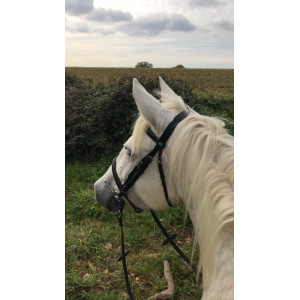 Bridon Norton Taille Cob doublé frontal et muserolle