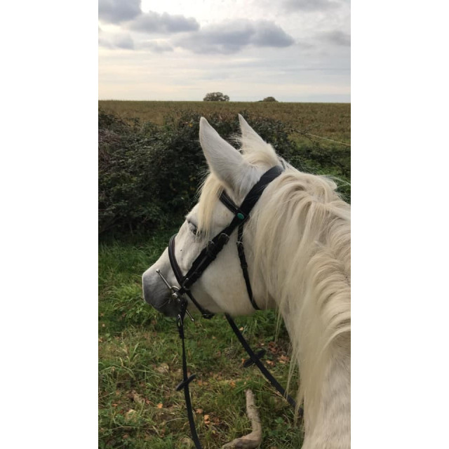 Bridon Norton Taille Cob doublé frontal et muserolle