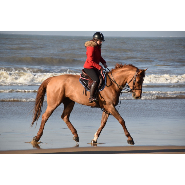 Tapis paddock sport