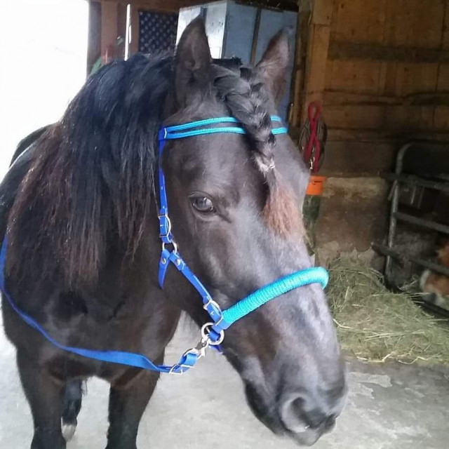 Ensemble muserolle de sidepull & frontal corde et biothane