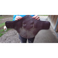 Bavette Protanner