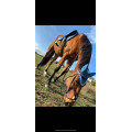 Ensemble tapis + bonnet Horze