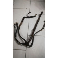 Collier de chasse et martingale Dyon