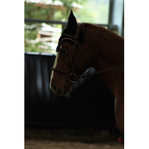 Bridon + rênes