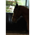 Bridon + rênes