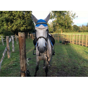 Ensemble equitheme bleu roi