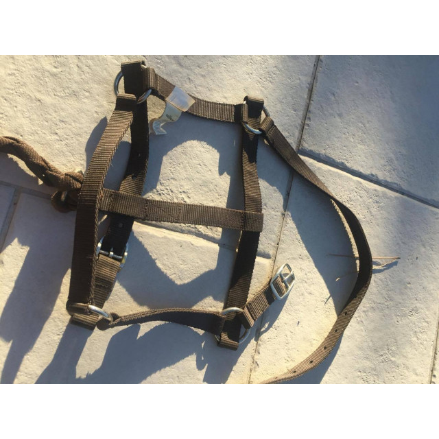 Licol synthétique schooling marron + longe marron