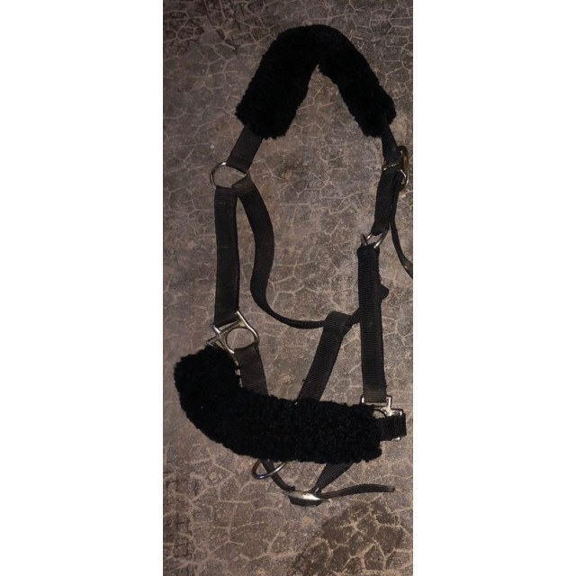 Licol noir mouton noir