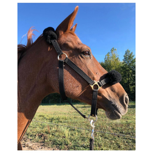 Licol noir mouton noir