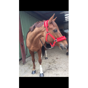 Licol et longe rouge