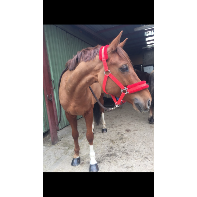 Licol et longe rouge