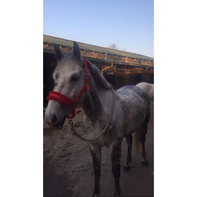 Licol et longe rouge