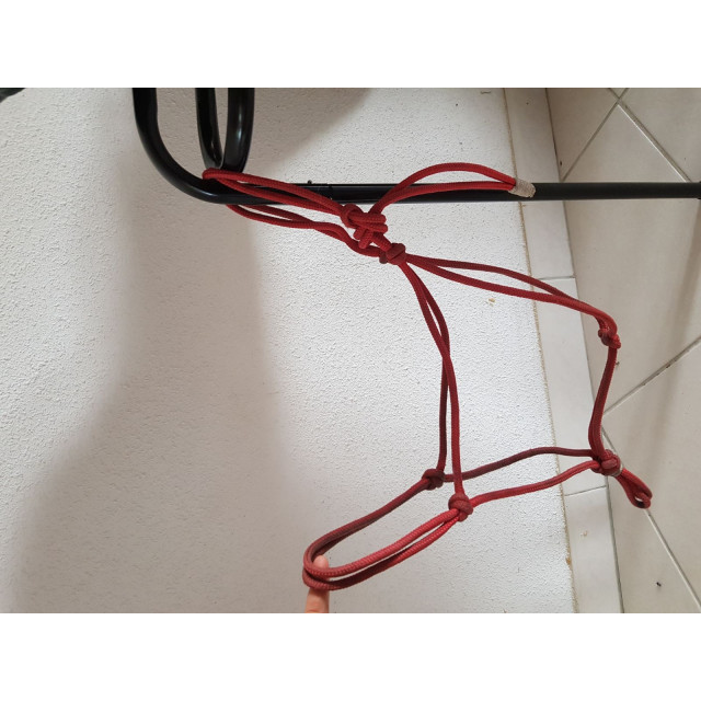 Licol éthologique