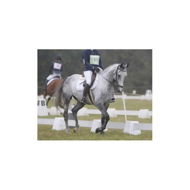 Tapis de Dressage Blanc