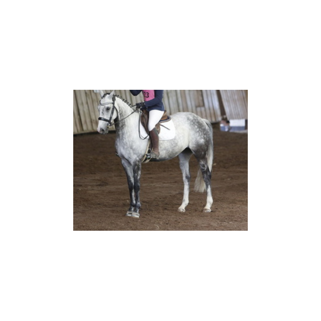 Tapis de Dressage Blanc