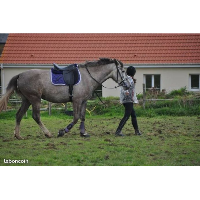Tapis violet