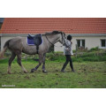 Tapis violet