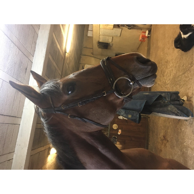 Bridon vernis et strass