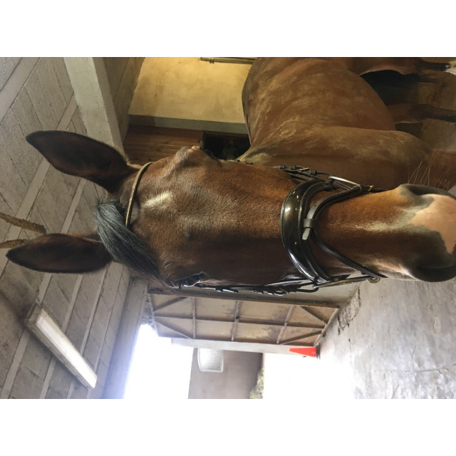 Bridon vernis et strass