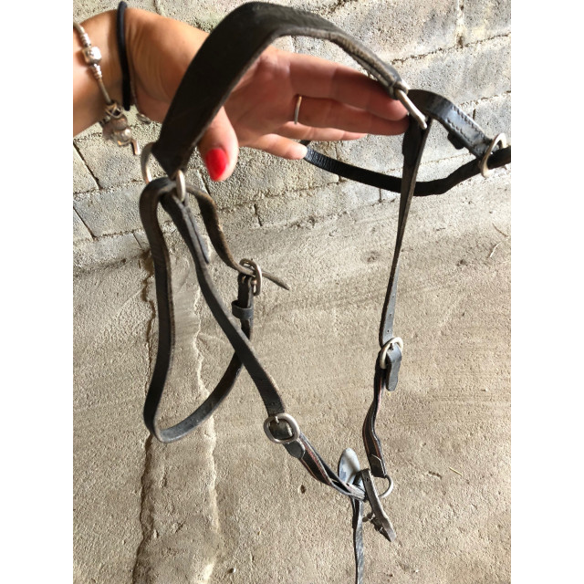 collier de chasse cob