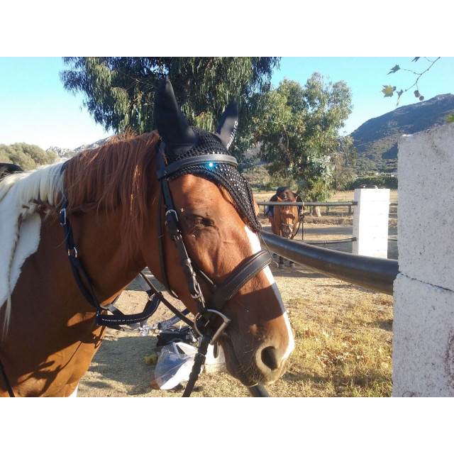 Bonnet noir taille poney