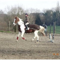 Couvre reins