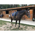 Tapis ANKY bleu marine
