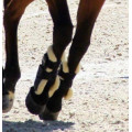 Guêtres CWD