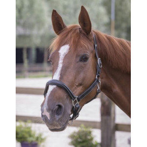 Licol doublé en cuir noir Norton (cheval)