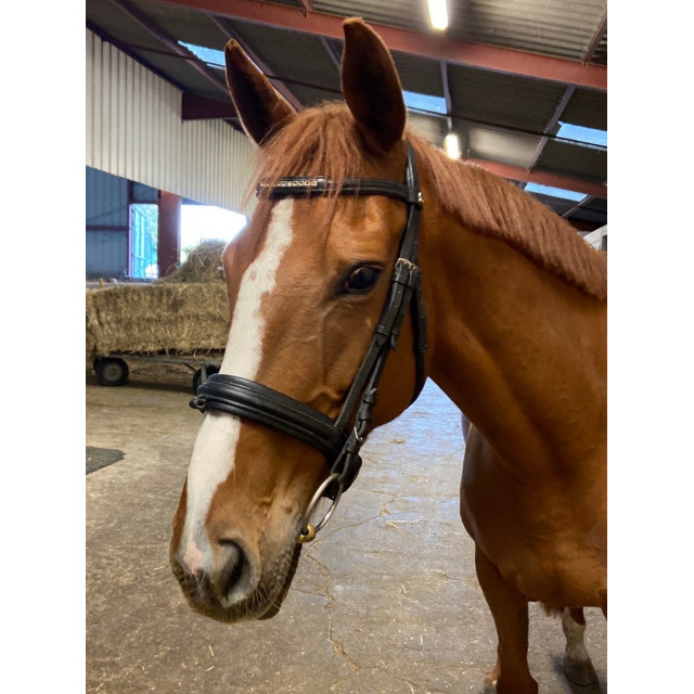 Bridon Waldhausen pull back