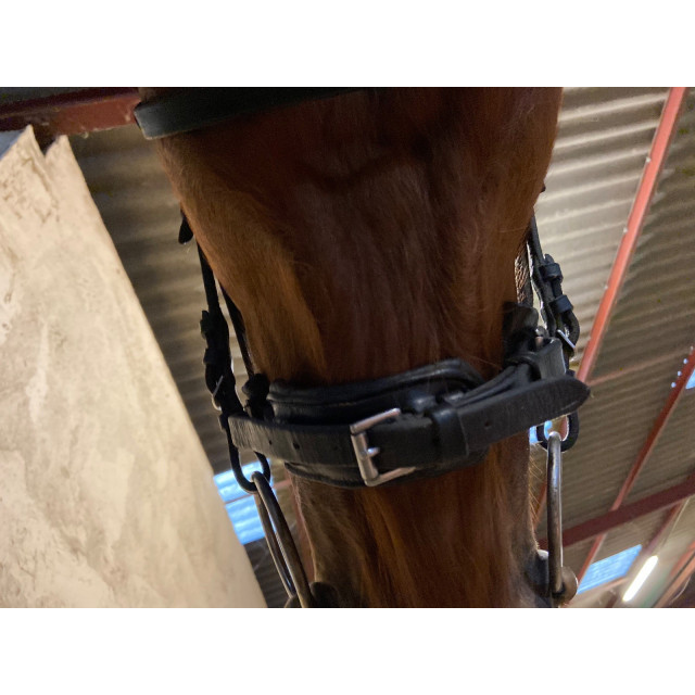 Bridon Waldhausen pull back