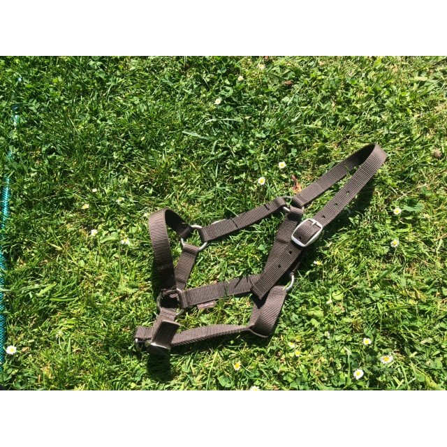 Licol simple fouganza