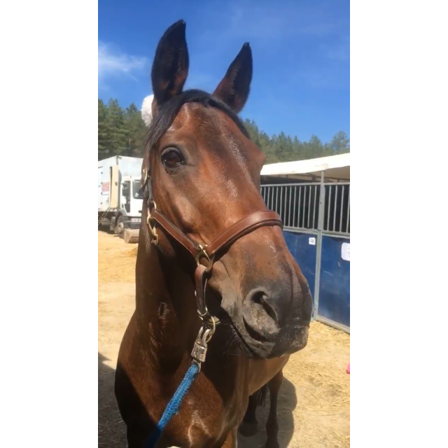 Licol en cuir marron Eric Thomas, taille poney, très peu utilisé et est en excellent état.