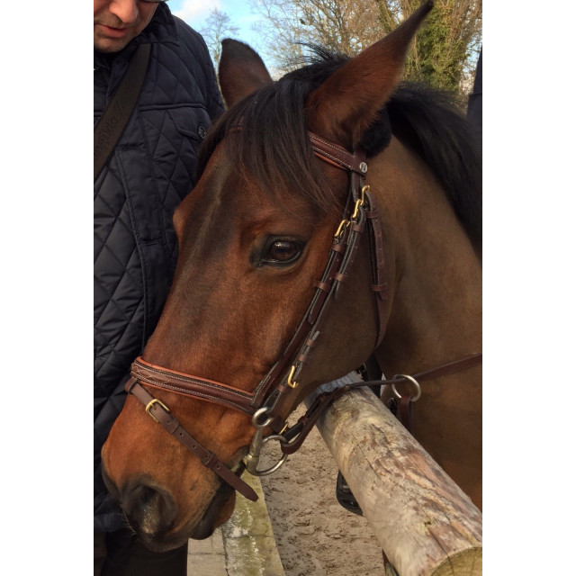 Filet Norton marron taille cob. Bon état. Vendu avec ses rênes.