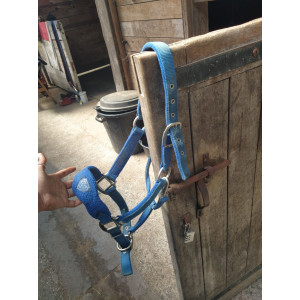 Licol BR bleu électrique