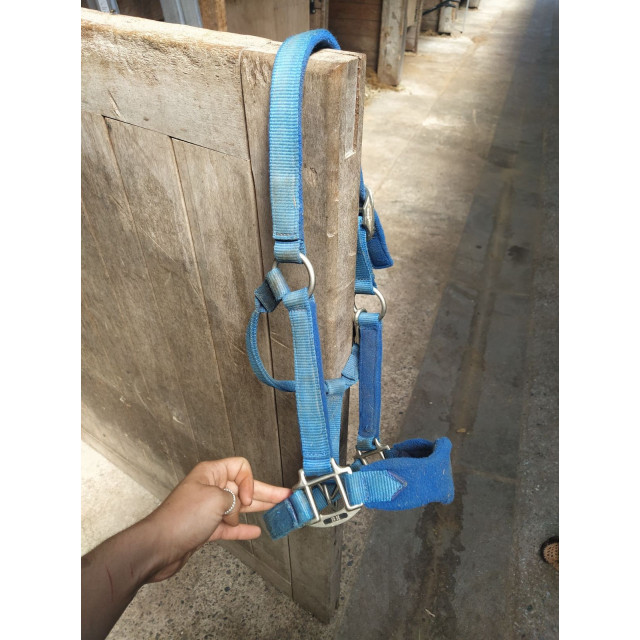 Licol BR bleu électrique