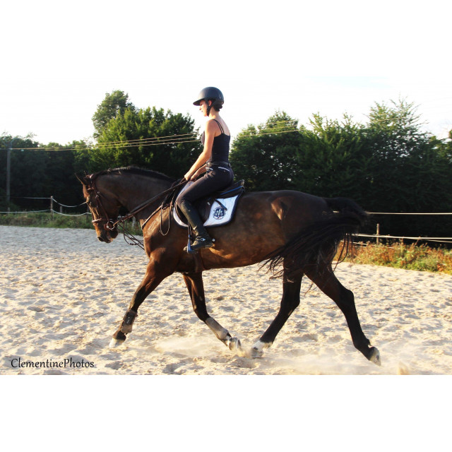 Selle cwd mademoiselle 2016
