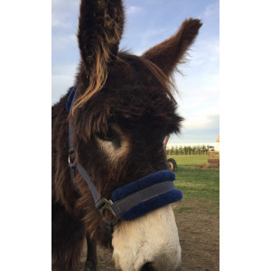 licol en mouton synthétique