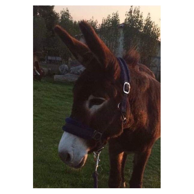 licol en mouton synthétique