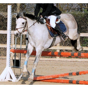 Tapis Equi-Thème
