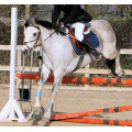 Tapis Equi-Thème