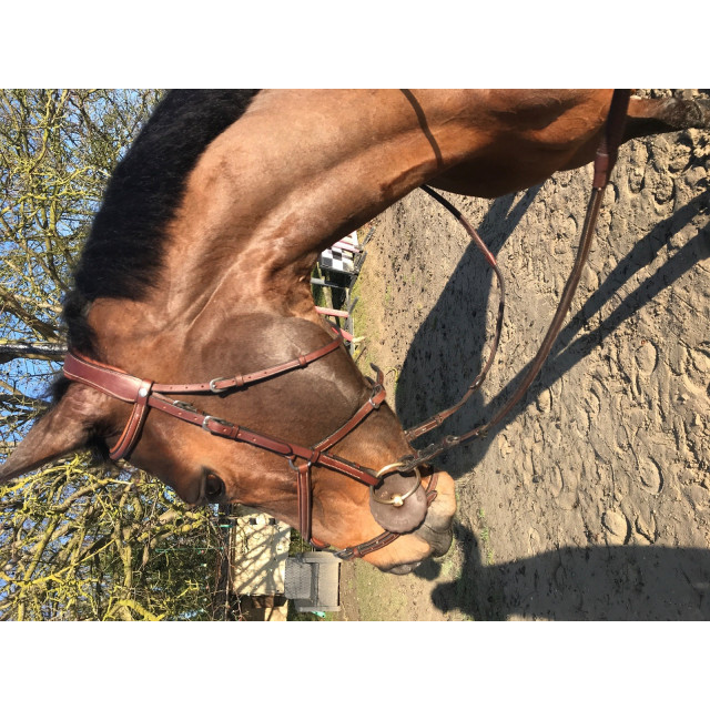 Filet Antares - Muserole croisée