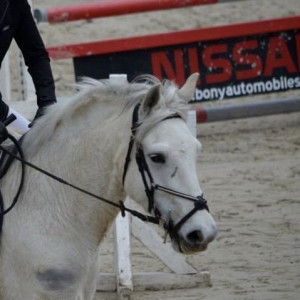 Bridon Deauville COB