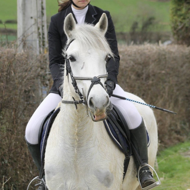 Bridon Deauville COB