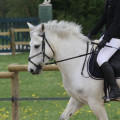 Bridon Deauville COB