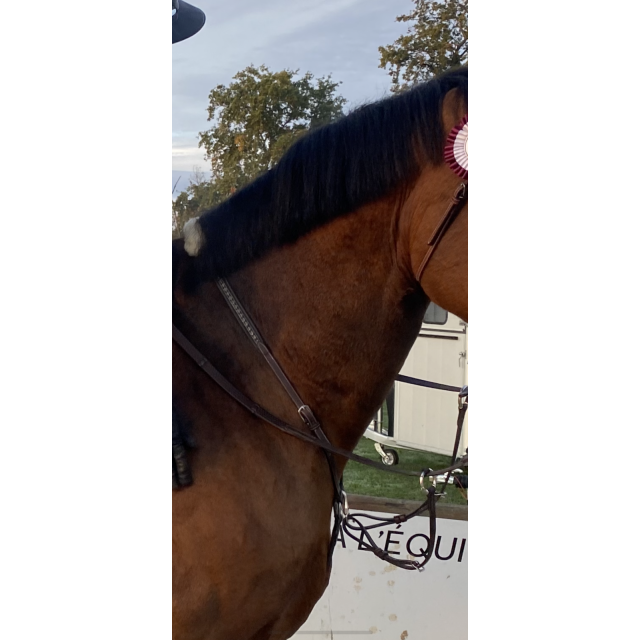 Martingale Pénélope