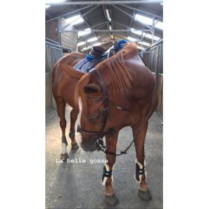 Filet Norton + frontale