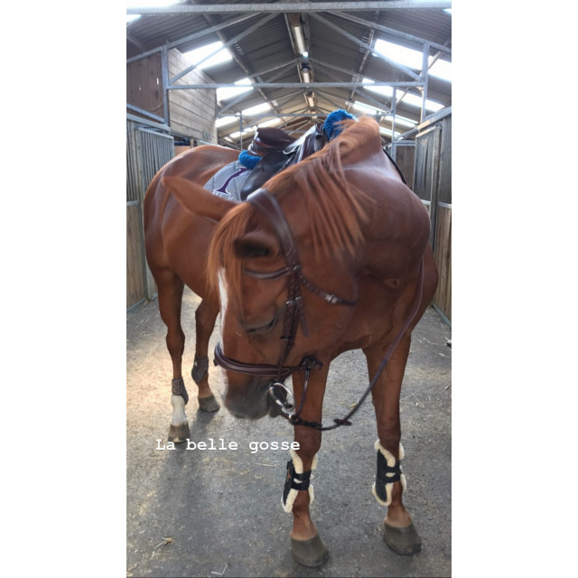 Filet Norton + frontale