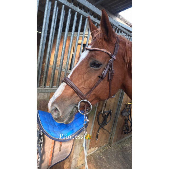 Filet Norton + frontale