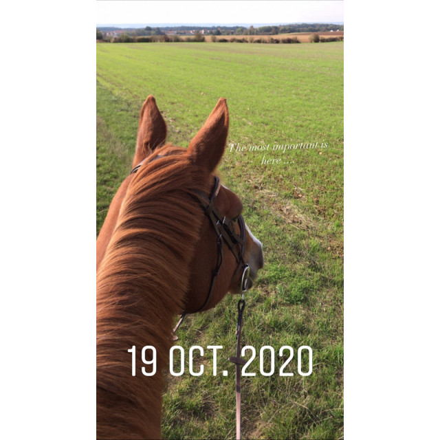 Filet Norton + frontale